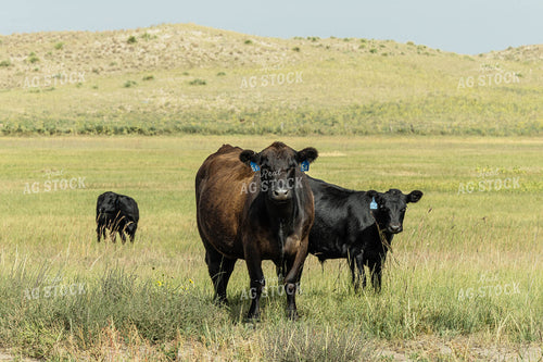 Black Angus Cattle in Pasture 114059