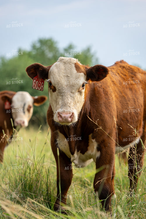Hereford Calf on Pasture 65943