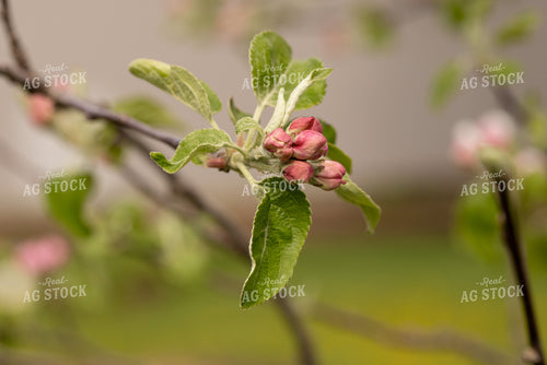 Apple Blossoms 161160