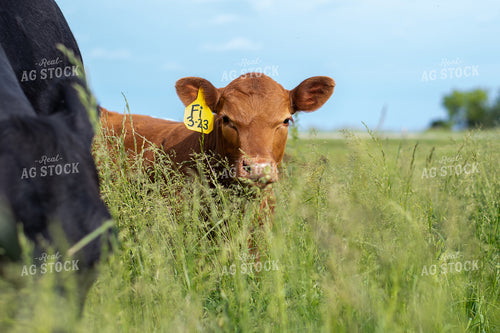 Cow and Calf in Grassy Pasture 50094