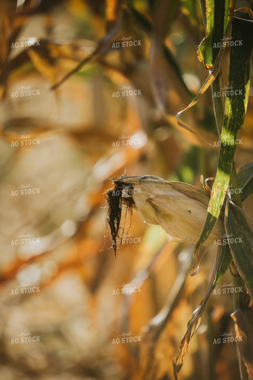 Dried Corn in Field 4734
