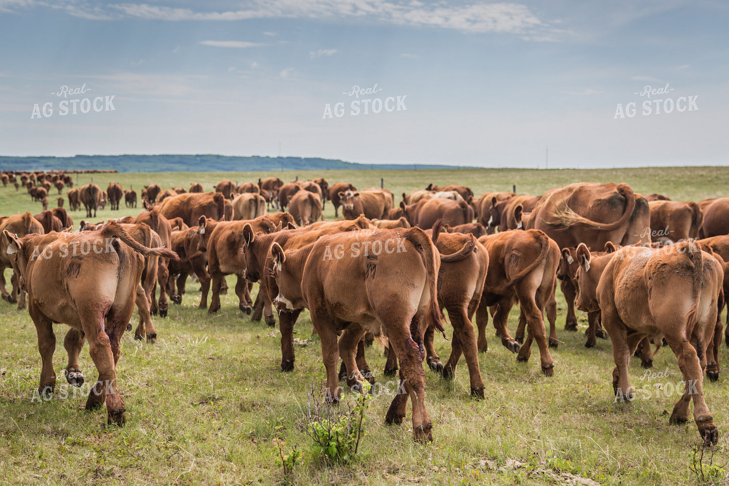 Moving Cattle 138109
