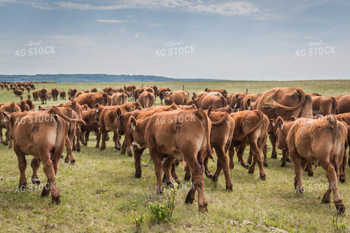 Moving Cattle 138109