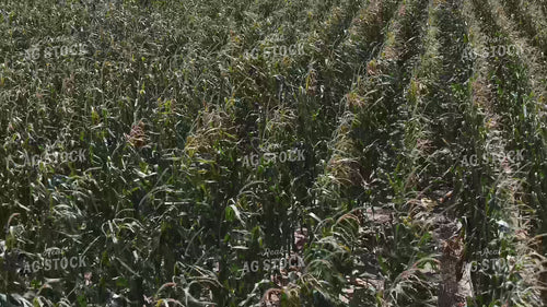 Wind Damaged Corn 239369