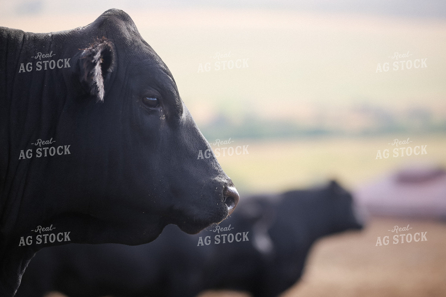 Black Angus Cattle on Pasture 275026