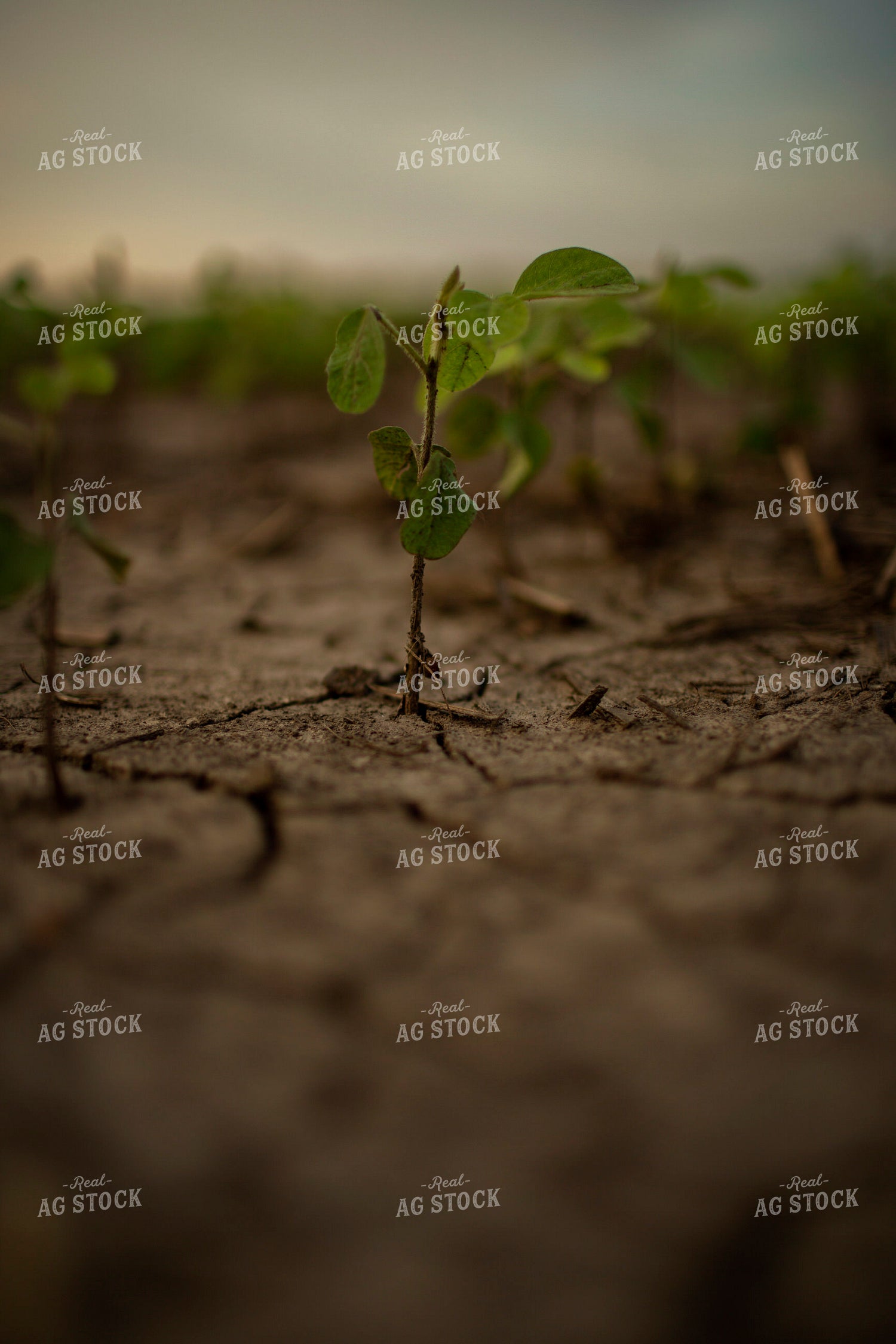 Early Growth Soybeans 6310