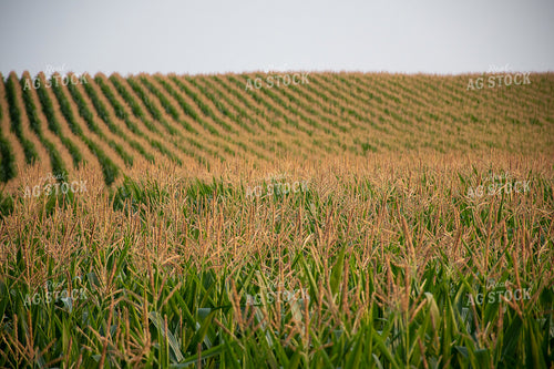 Rows of Corn Tassels 50120