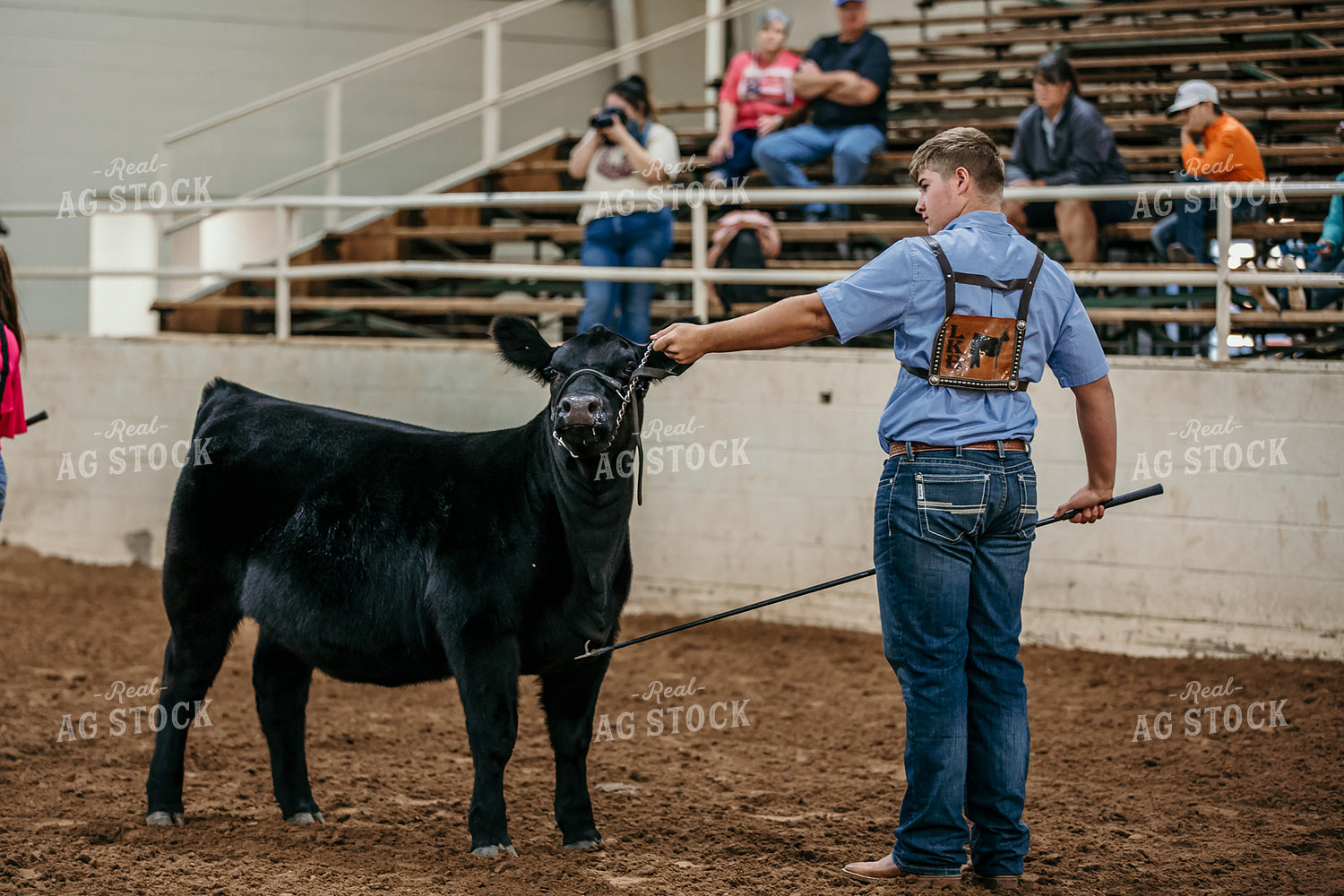 Farm Kid Showing Cow 98036