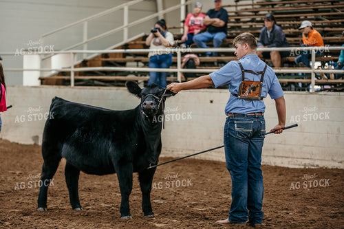 Farm Kid Showing Cow 98036