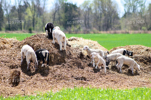 Lambs 84231