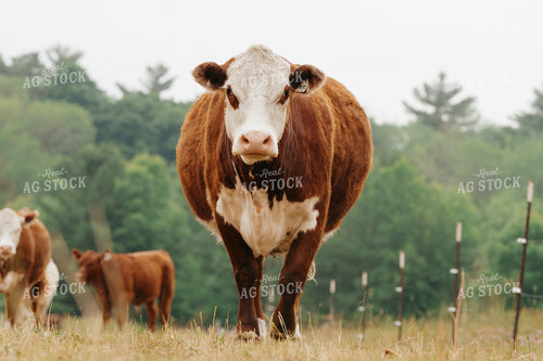 Hereford Cattle on Pasture 68168