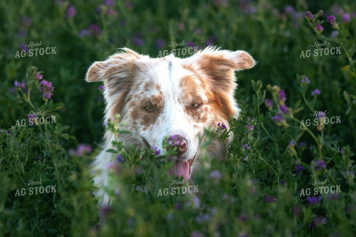 Dog in Alfalfa 72071