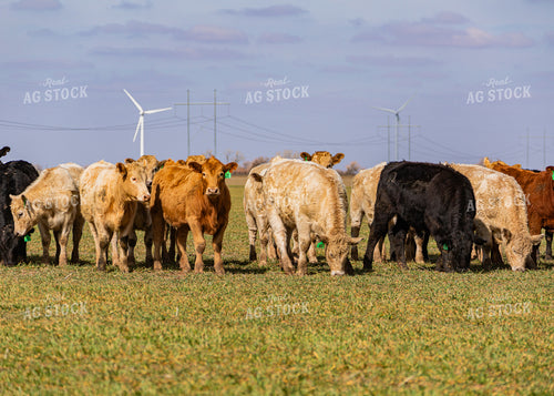 Cattle Grazing on Cover Crop 231101