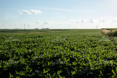 Green Soybean Field 67136