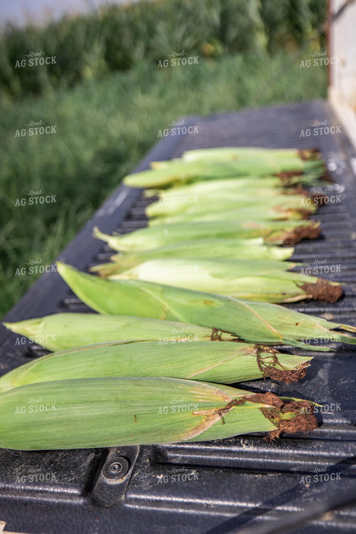 Farmer Checking Corn 270316
