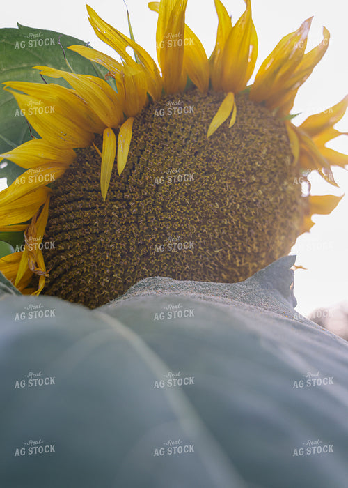 Sunflowers 160151