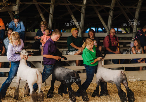 Showing Sheep 115171