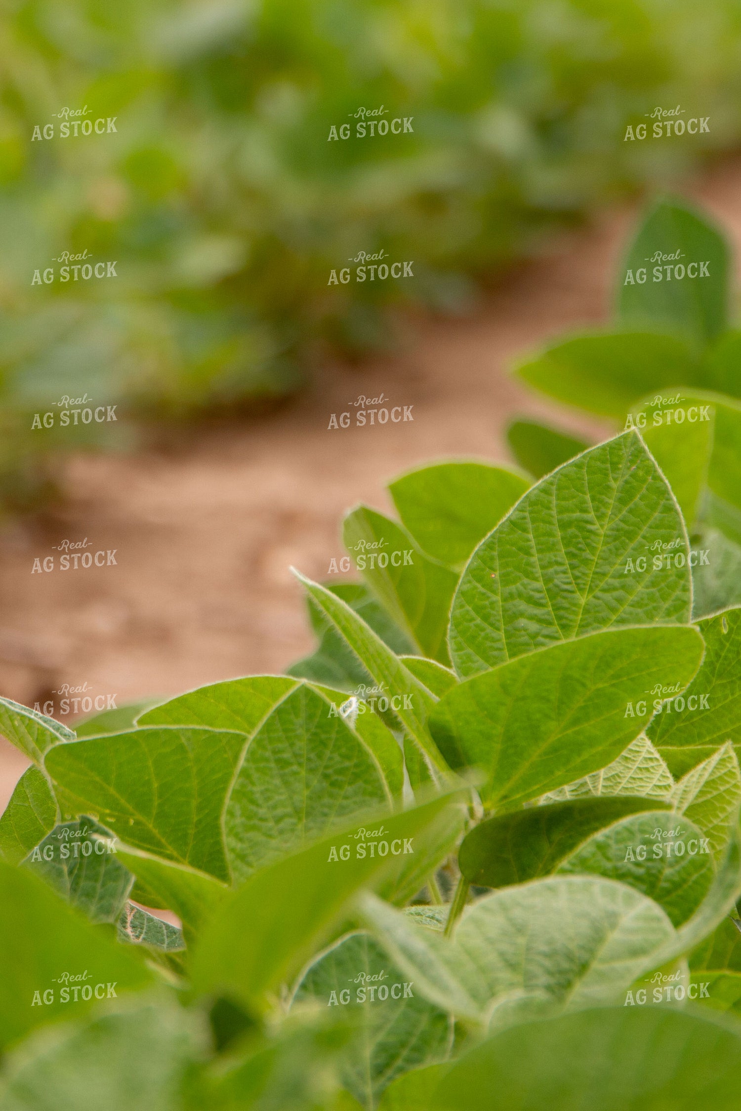 Midseason Soybeans 157182