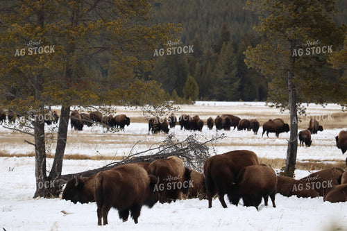 American Bison 102046