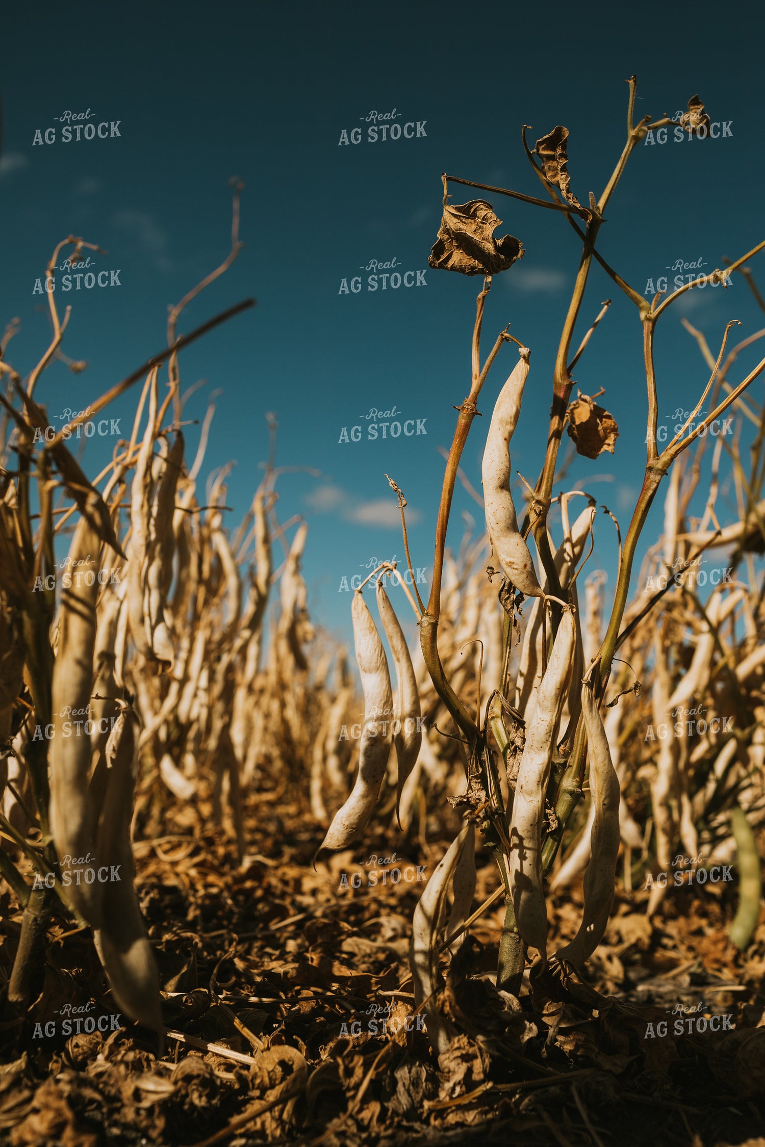 Pinto Bean Plant 3298