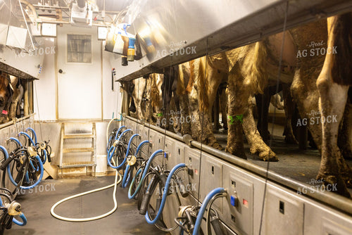 Dairy Cows in Milking Parlor with Milking Equipment 405025