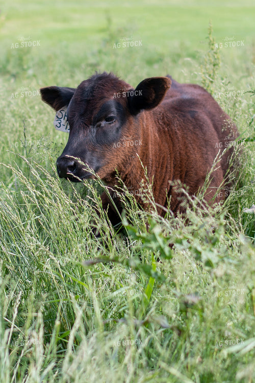 Calf in Grassy Pasture 50091