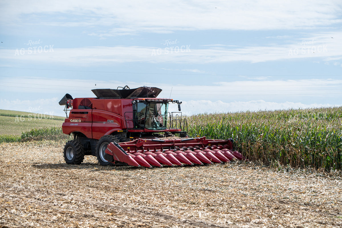 Corn Harvest 193111