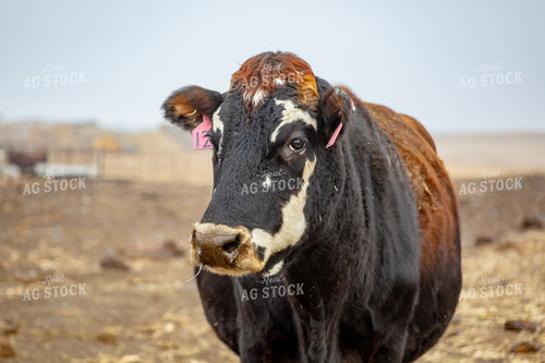 Crossbred Cow 155343