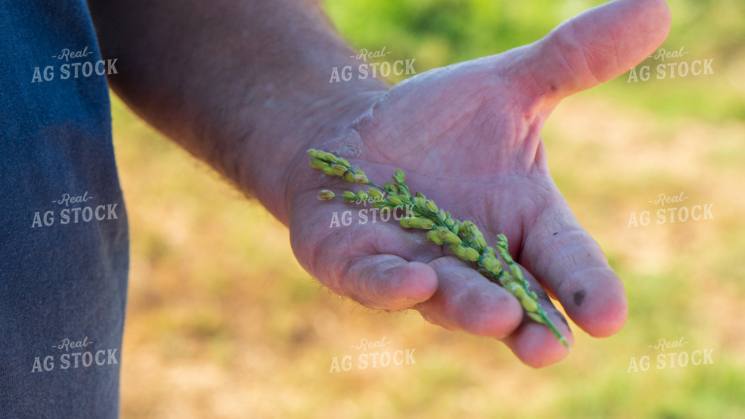 Stalk of Rice 105039