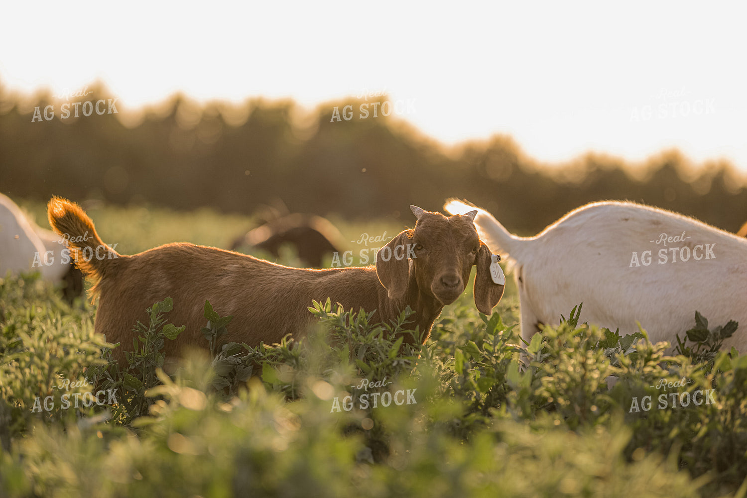 Goats 299182