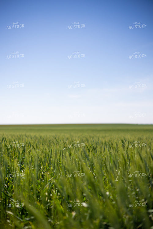 Mid-Season Wheat Field 208091
