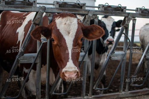 Holstein Cattle 50330