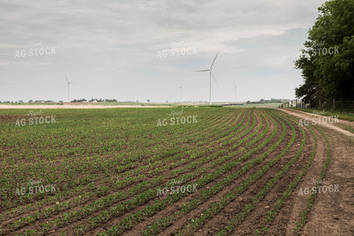 Corn Field 67341