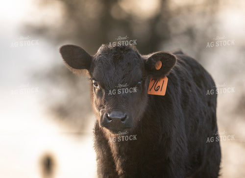 Black Angus Calf 305031