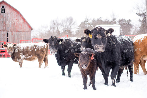 Cattle in Snow with Red Barn Background 74031