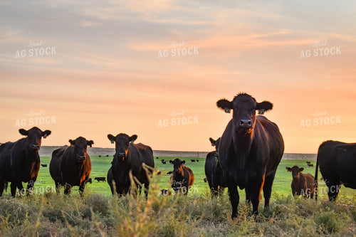 Cattle on Pasture 56098
