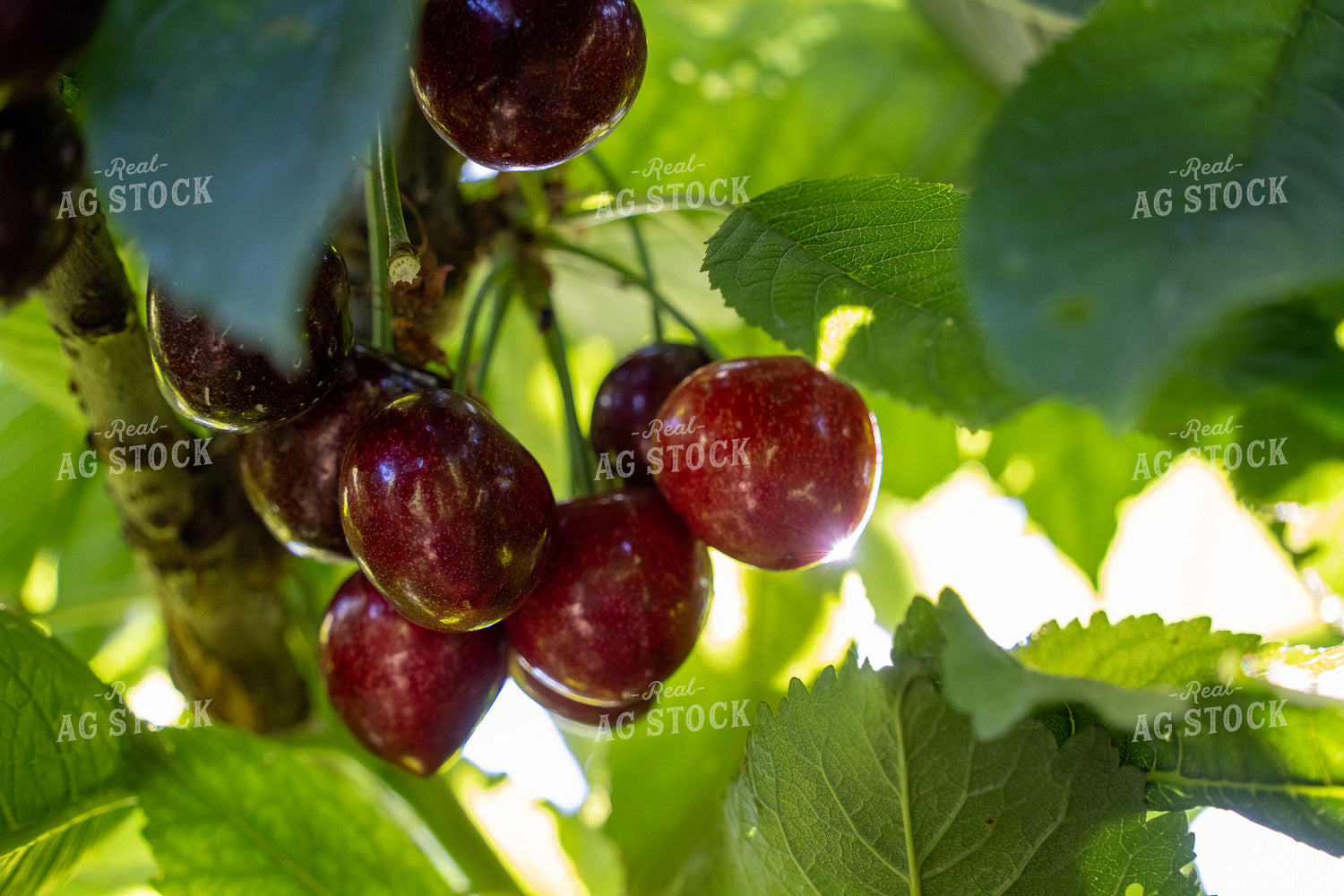 Cherries 65773