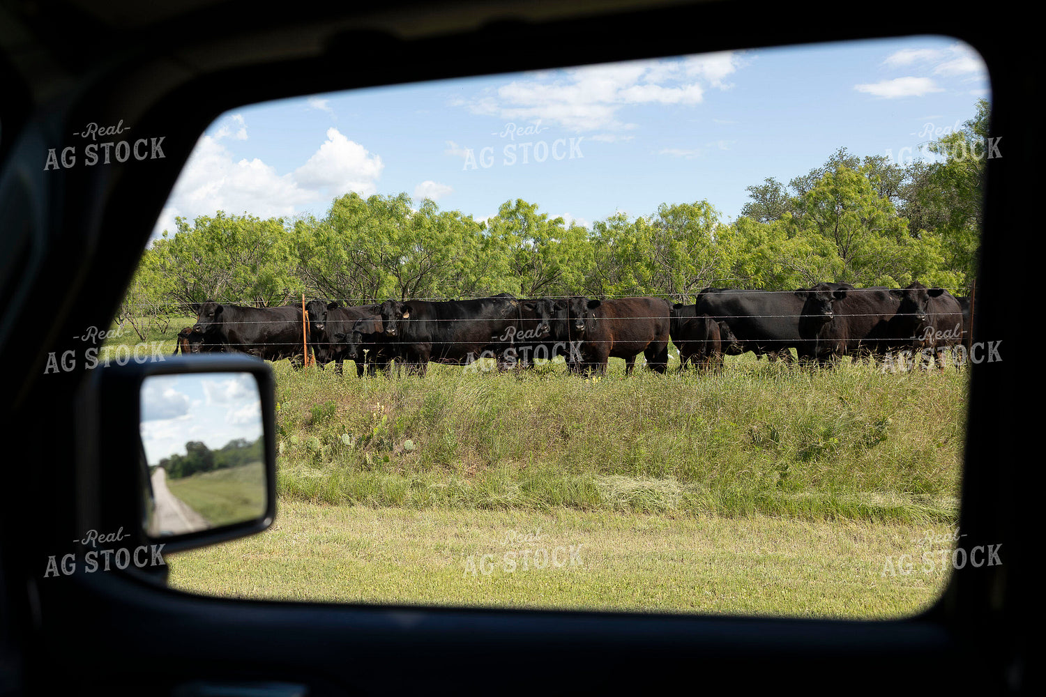 Cattle on Pasture 205089
