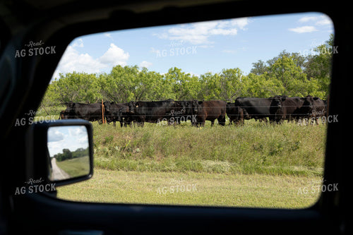 Cattle on Pasture 205089
