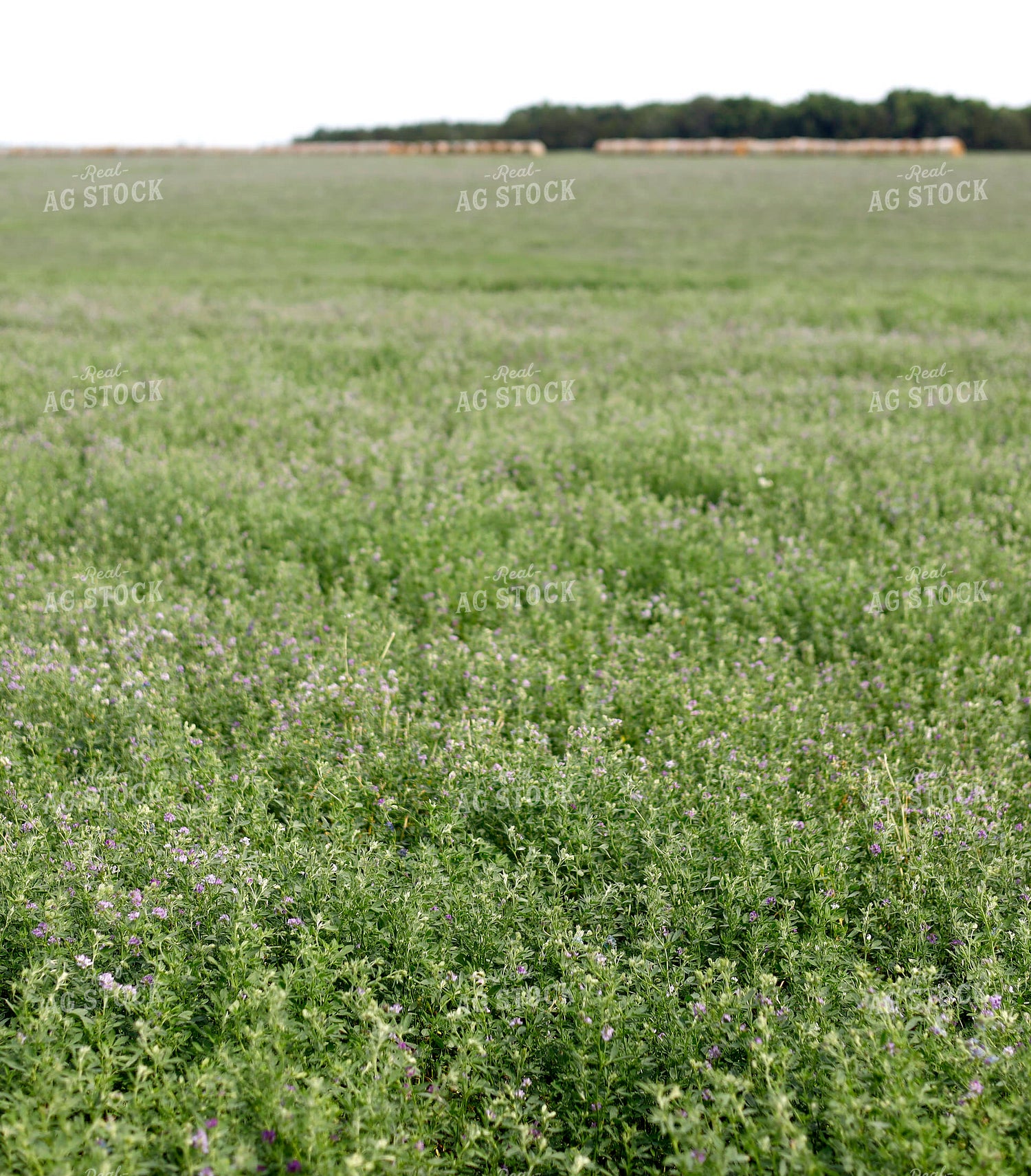 Alfalfa Field 141580