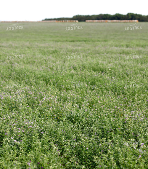 Alfalfa Field 141580