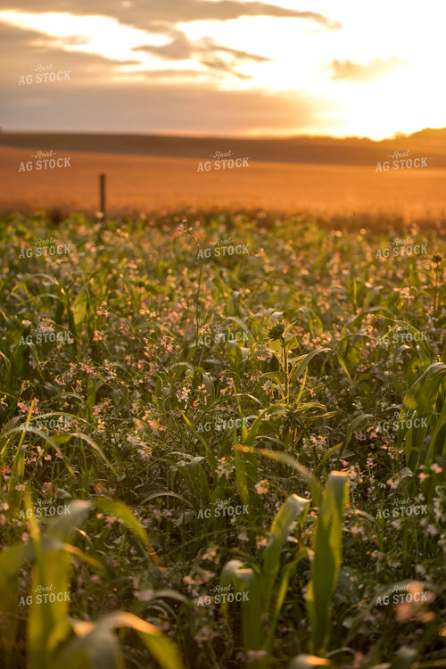 Cover Crops 76436