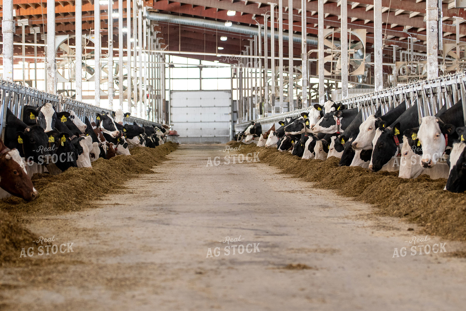 Holstein Cows Eating in Freestall Barn 271007
