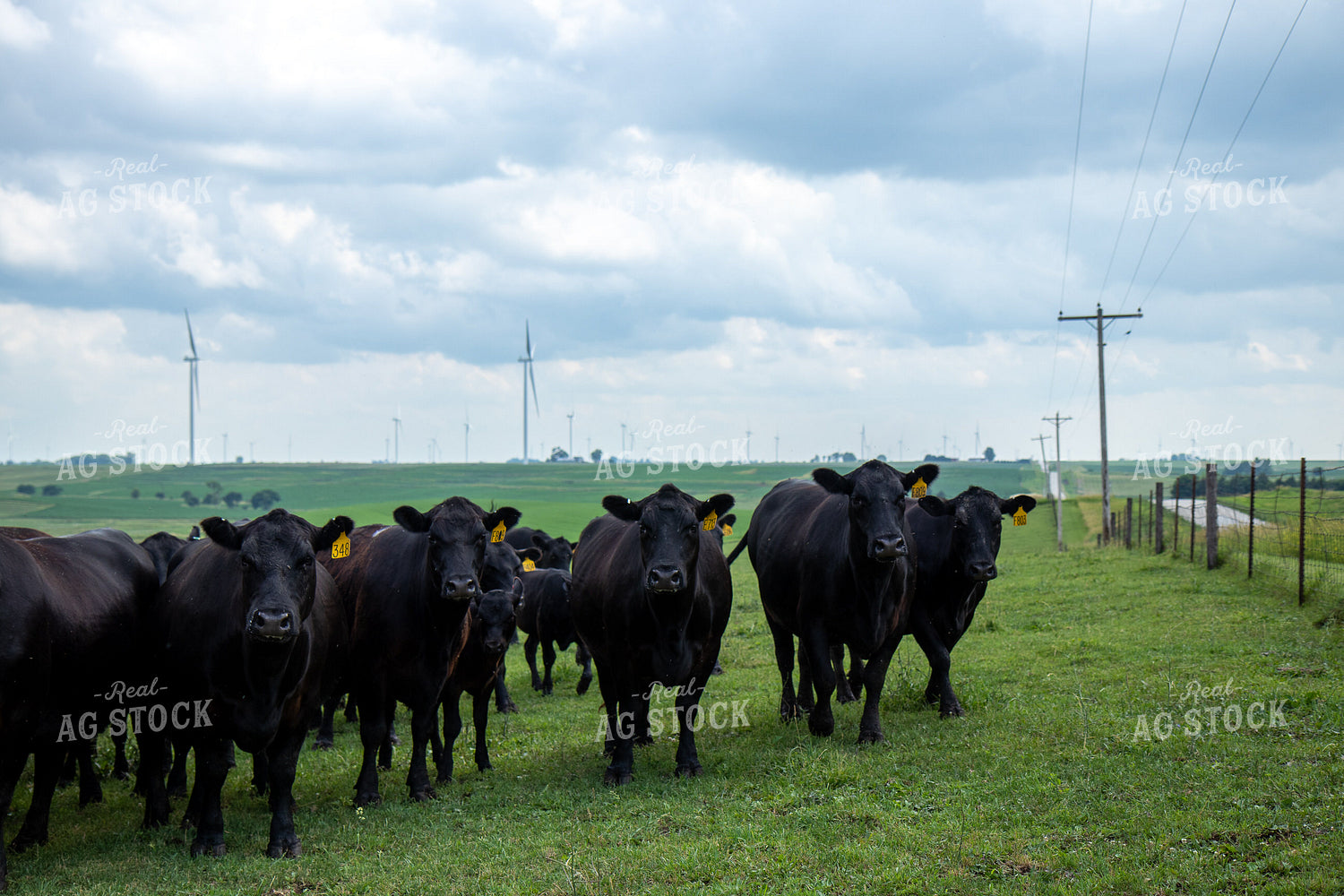 Black Angus Cow Herd 67249