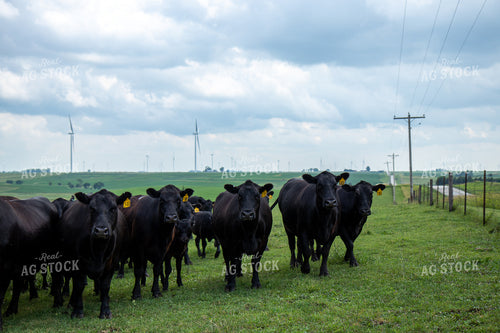 Black Angus Cow Herd 67249