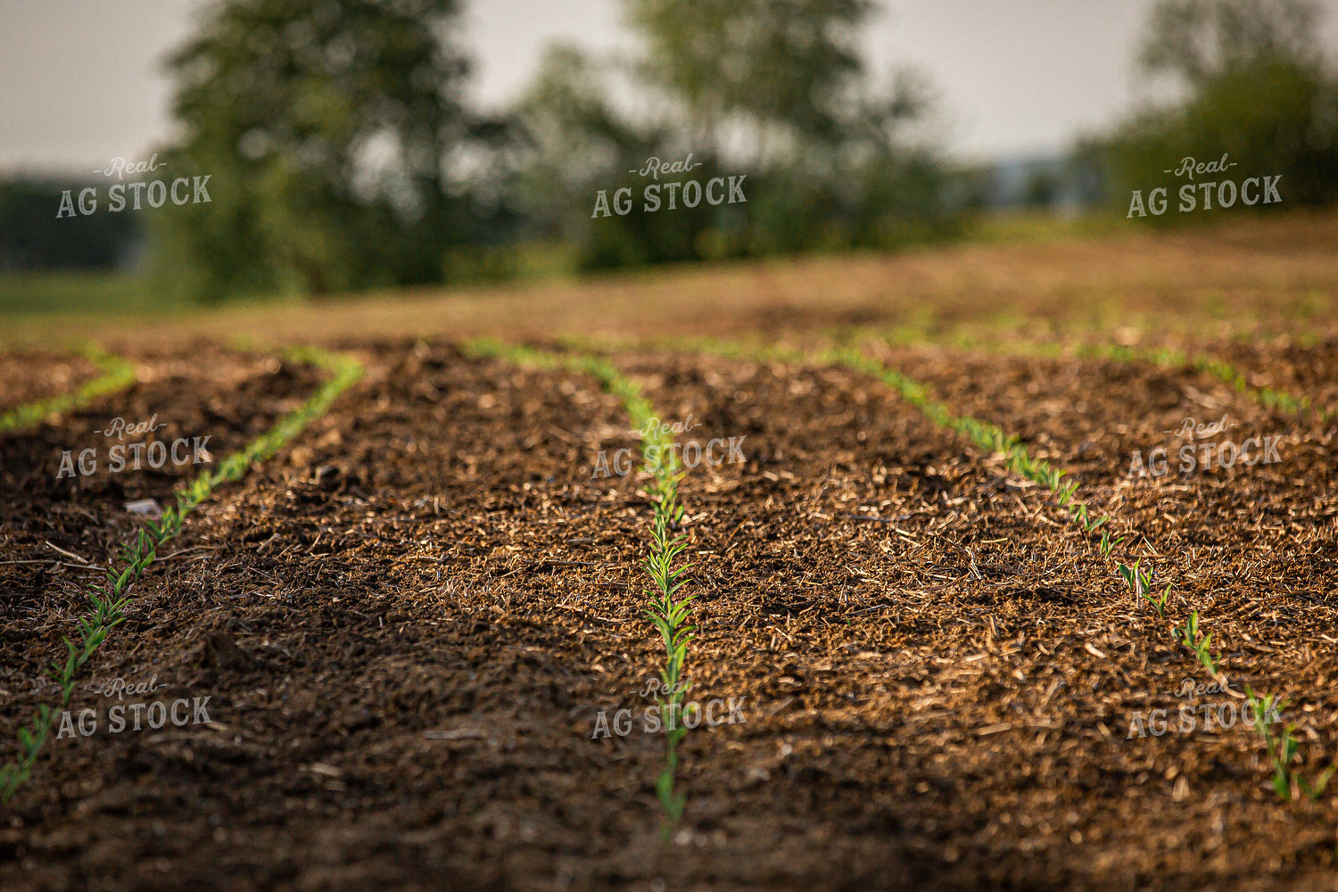Early Growth Corn 270015