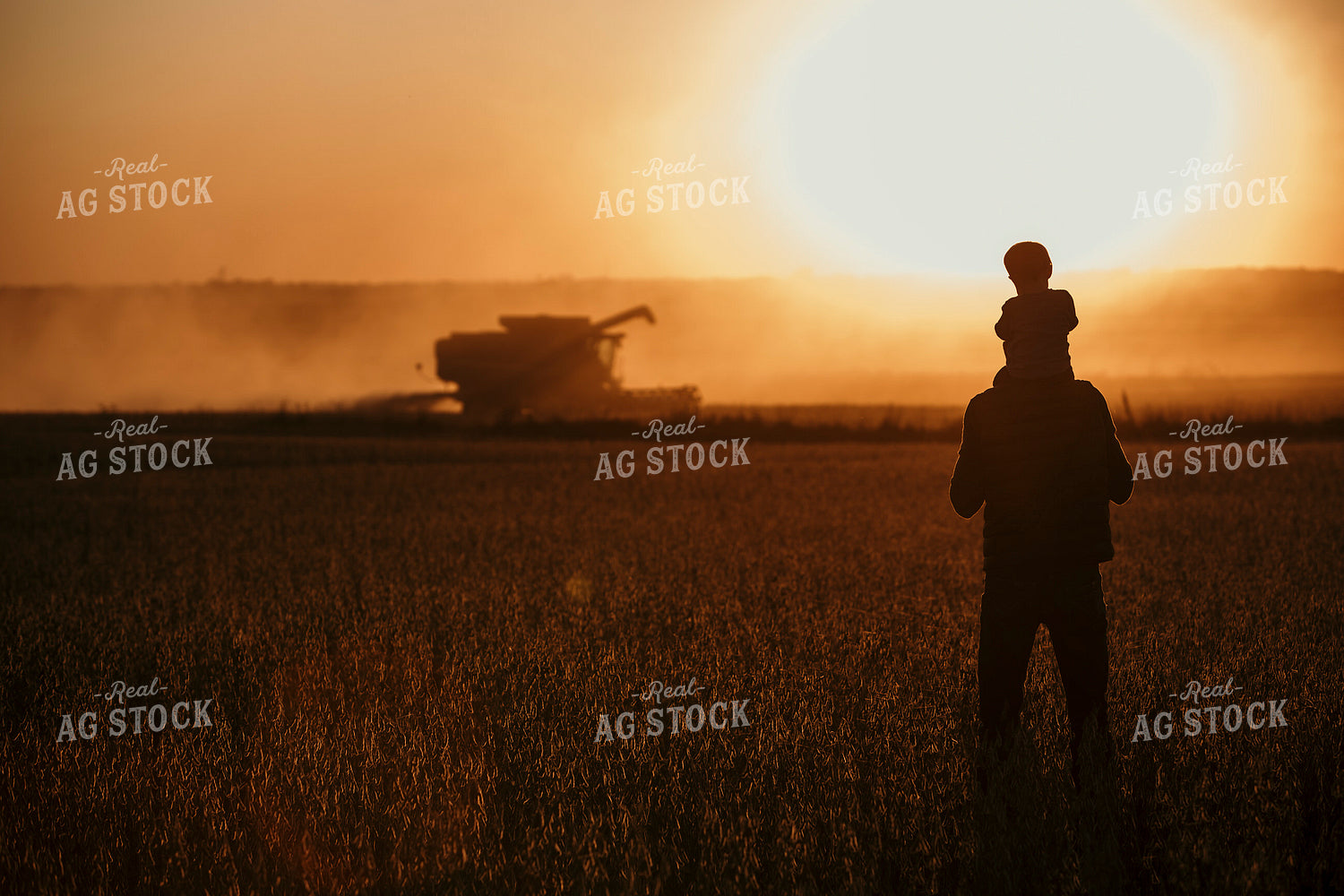 Harvest 2589