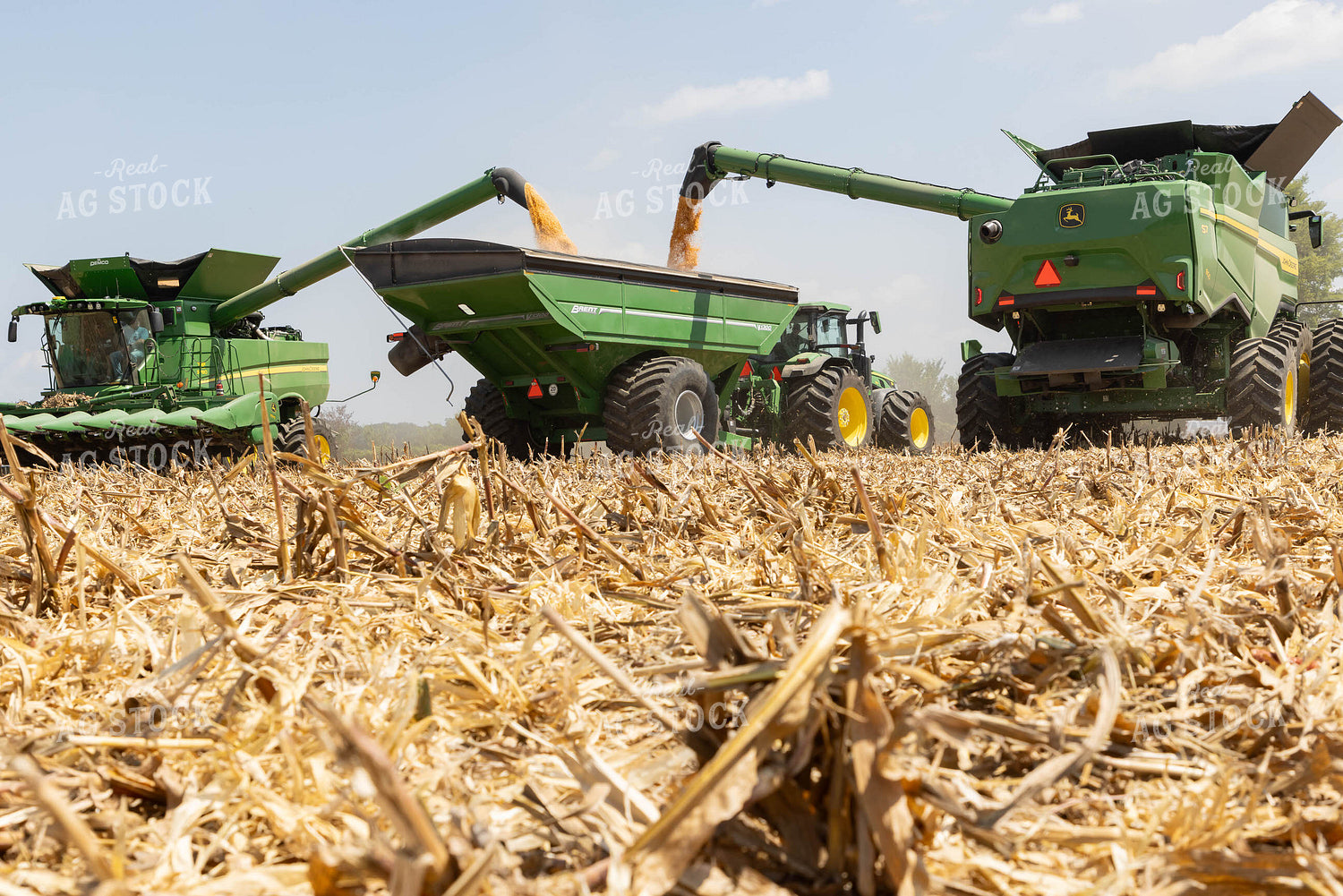 Corn Harvest 79727