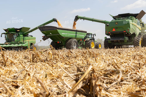 Corn Harvest 79727