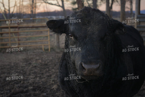 Black Angus Cattle 251118